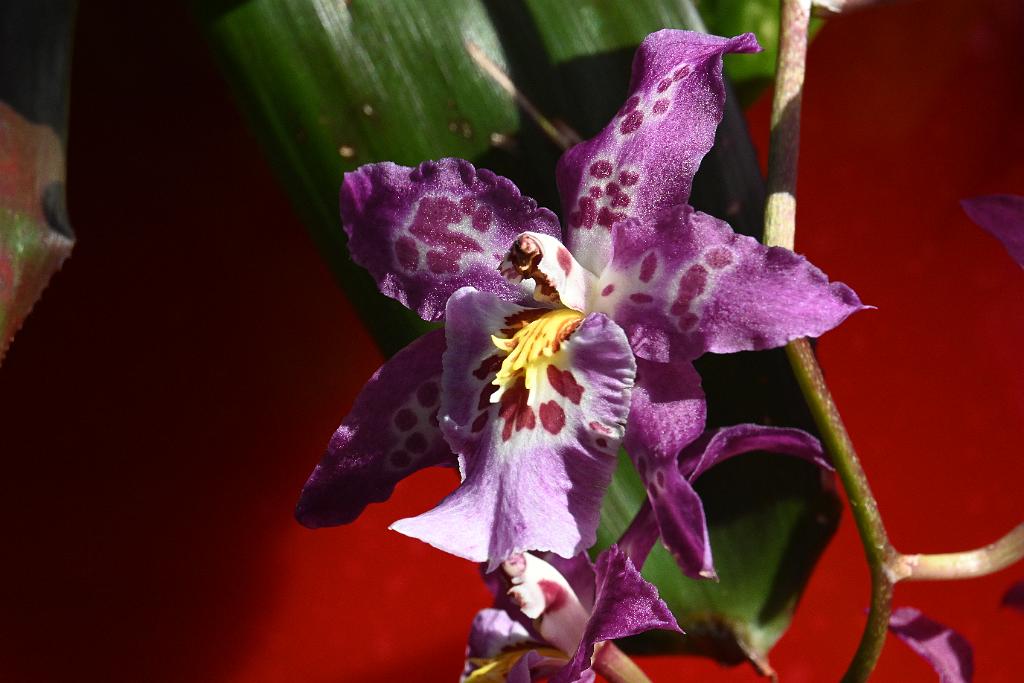 2025-02226050 Tower Hill Botanic Garden, MA.JPG - Orchid (Aliceara Memoria Donald Yamada). New England Botanic Garden at Tower Hill, MA, 2-22-2025